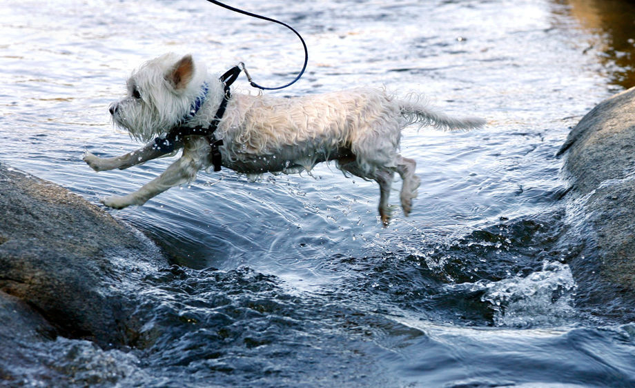 2009 Pony Pasture